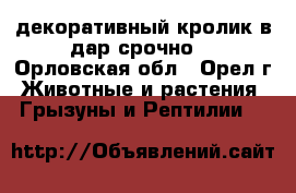 декоративный кролик в дар срочноl - Орловская обл., Орел г. Животные и растения » Грызуны и Рептилии   